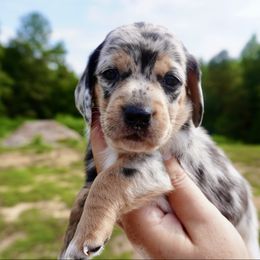 Jam - Dapple male Dachshund puppy in Delano, Tennessee from Olive Branch Acres