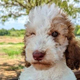 Beryl - Brown and white Sheepadoodle puppy in Cleburne, Texas from DoodlesOjoy