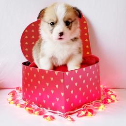 American Corgi and Pembroke Welsh Corgi Puppies from Whimsical Treasure Corgis