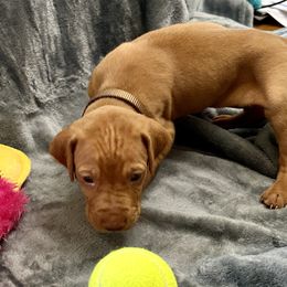 Brown Boy - Red golden male Vizsla puppy in Foley, Alabama from Paula's South Bama Vizslas