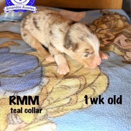 RMM teal collar - Red merle male Australian Shepherd puppy in Greenville, Texas from Amandas Aussies
