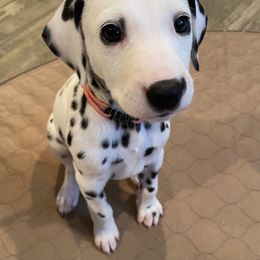 Dalmatian Puppies from Whispered Spots Dalmatians