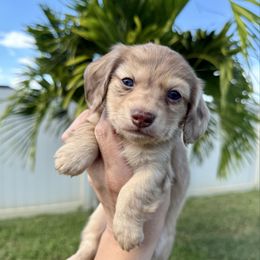 Nutmeg 3600 - Dapple male Dachshund puppy in Winter Haven, Florida from Dreamwork Dachshunds