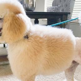 Goldendoodles and Poodles from HoneyBee’s Doodles and Poodles