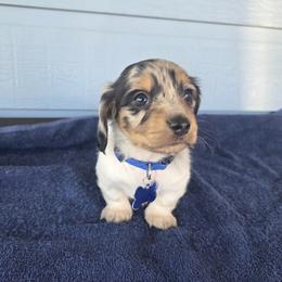 Girl 3 - female Dachshund puppy in Texas from Lunas Dashing Doxies