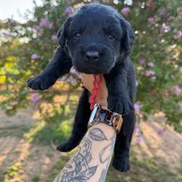 Boy 7 - Yellow male Labrador Retriever puppy in Escalon, California from Honeyfield Retrievers