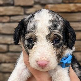 Cash-Male 3 - Blue merle male Aussiedoodle puppy in Mouth Of Wilson, Virginia from Holly Ridge Aussies, Aussiedoodles & Corgis