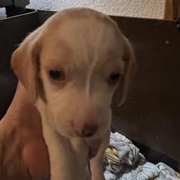 Boy 2 - Lemon and white male Beagle puppy in Toquerville, Utah from Beautiful Utah Beagles