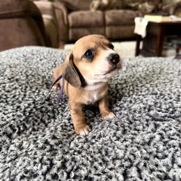 Purple collar - Piebald female Dachshund puppy in Simms, Montana from Simms Ashuelot Kennel