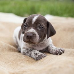 German Shorthaired Pointer Puppies from Spring River Kennel