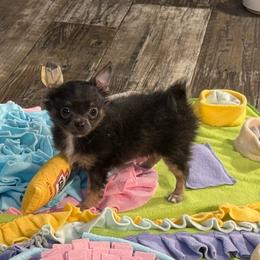 Bentley - Blue and tan male Chihuahua puppy in Summerfield, Florida from Uey’s Chihuahuas