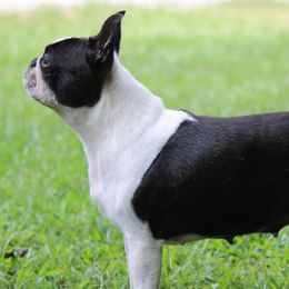 Boston Terriers and Boxers from Ivylane Boxers & Boston Terriers