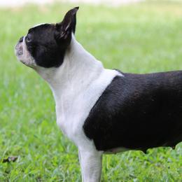 Boston Terriers and Boxers from Ivylane Boxers & Boston Terriers