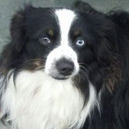 Miniature Australian Shepherds from Tall Tree Aussies