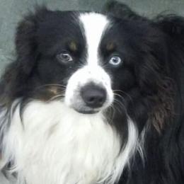 Miniature Australian Shepherds from Tall Tree Aussies