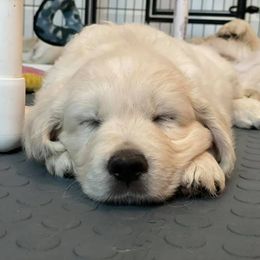 Golden Retriever Puppies from Starbrite Golden Retrievers