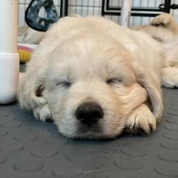 Golden Retriever Puppies from Starbrite Golden Retrievers