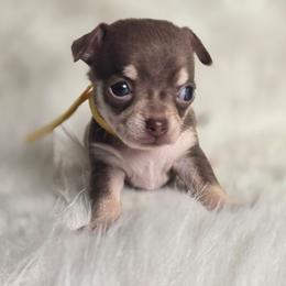 Woody - Chocolate and tan male Chihuahua puppy in Plainfield, Indiana from Abby's Pampered Pooches