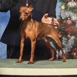 Winnie - Miniature Pinscher