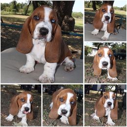 Bobby McGee - Red and white male Basset Hound puppy in Jacksboro, Texas from Basset Hounds of Jacksboro, Tx