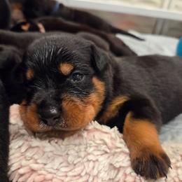 Boy 2 - Black and mahogany male Rottweiler puppy in Bay Shore, New York from Nightfall Reverie Rottweilers