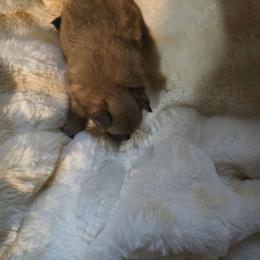 Puppy 1 - Chocolate sable male Pomeranian puppy in Lebanon, Indiana from Duran's Huskies and Pomeranians