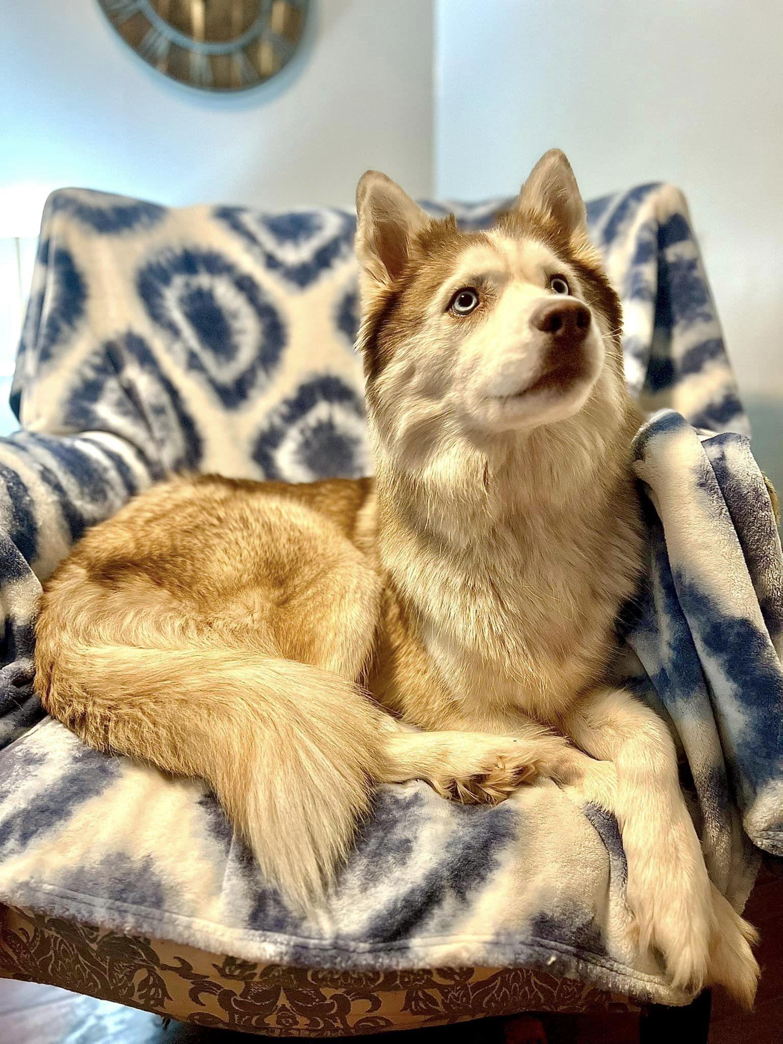 Albarran’s Huskies in Siberian Husky puppies Good Dog