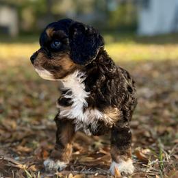 Rosie Cotton - Brown white and tan female Cockapoo puppy in Tallahassee, Florida from Panhandle Pups