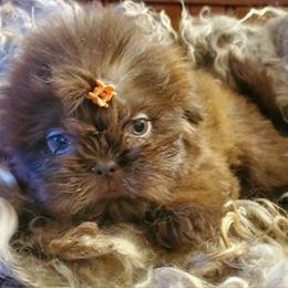 Chocolate Male Small White on Chest - Chocolate male Shih Tzu puppy in Hillsdale, Michigan from Prairie Fen Farm