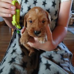 Lime Green - Dark golden male Golden Retriever puppy in Lanesboro, Minnesota from Eagle Ridge Golden Retrievers