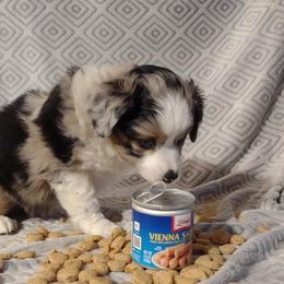 WHITE - Blue merle Miniature Australian Shepherd puppy in Omak, Washington from Willow Flats Kennels