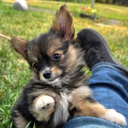 Girl 4 - Black and tan female Companion Cross puppy in Davenport, Washington from Lovely Ladies and Little Asses Miniature Equines (L3A Pomeranians & Papillons)
