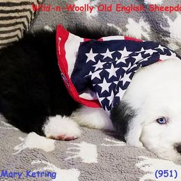 Old English Sheepdog Puppies from Wild-n-Woolly Old English Sheepdogs