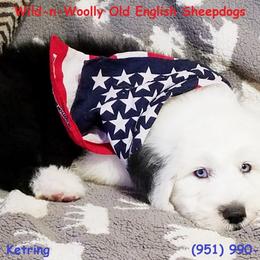 Old English Sheepdog Puppies from Wild-n-Woolly Old English Sheepdogs