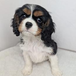 Video of George - Black and tan male Cavalier King Charles Spaniel puppy in Seymour, Missouri from Painted Blessing's AKC Cavaliers LLC