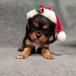 Bolt - Black and tan male Cavalier King Charles Spaniel puppy in Cresthill, Illinois from KonopkaKennelsLLC