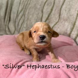 Hephaetus - Dark golden male Golden Retriever puppy in Weston, Missouri from Love is Golden
