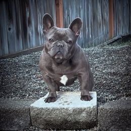 Bulldog puppies from Authentic Bullys