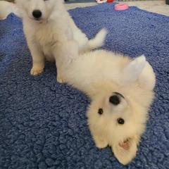 Berger Blanc Suisse Puppies from Absolute Dream White Swiss Shepherds