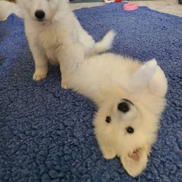 Berger Blanc Suisse Puppies from Absolute Dream White Swiss Shepherds