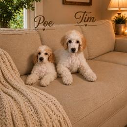 Tim - Parti male Poodle puppy in Cleburne, Texas from Lone Star Standard Poodles LLC
