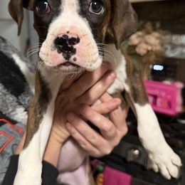 Roxy - Brindle female Boxer puppy in Louisville, Kentucky from Nelson’s Fancy Frenchies and Bulldogs