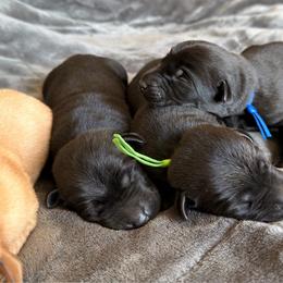 Black - Black male Labrador Retriever puppy in Nampa, Idaho from Breakaway Retrievers