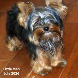 Little Man - Black and tan male Yorkshire Terrier puppy in Baraga, Michigan from Ojibwa Yorkies