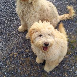 Assorted Doodle Crosses Puppies from Southern Star Goldendoodles