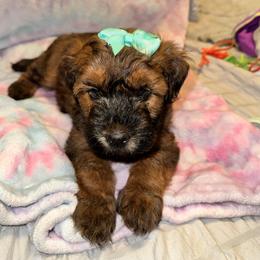 Teal - Brown female Whoodle puppy in Haughton, Louisiana from Bailey’s Cajun Canines