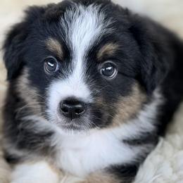 Aussiedoodle and Toy Australian Shepherd Puppies from Bar 4 Aussies
