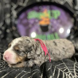 Bernedoodle Puppies from Elite Bernedoodle Besties LLC