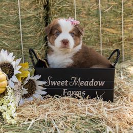Precious - Red tri-color female Australian Shepherd puppy in Madera, California from Sweet Meadow Farms