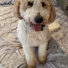 Goldendoodles from BNB K9 Castle